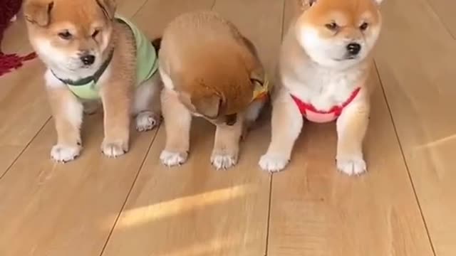 VIRAL SHORTS ANIMALS VIDEOS OMG SOO CUTE