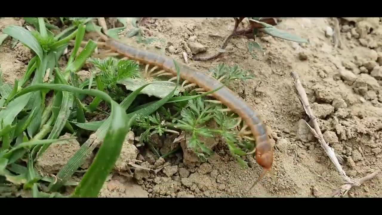 BITTEN by a Huge DESERT CENTIPEDE !