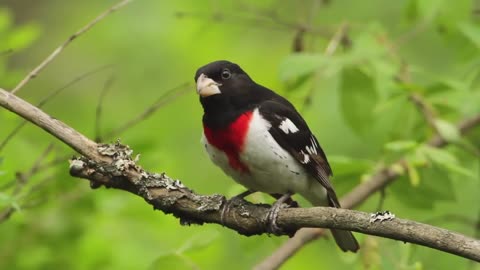 birds of the world - Pheucticus ludovicianus