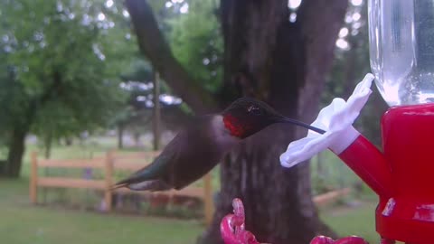 humming bird fly