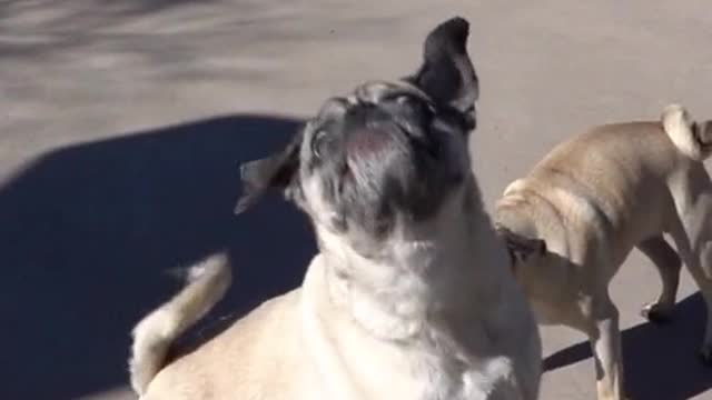 funny dog