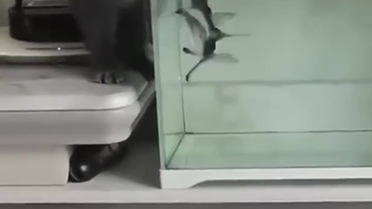 Animals comedy video