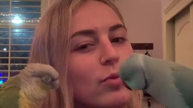 Parrots talking to each others