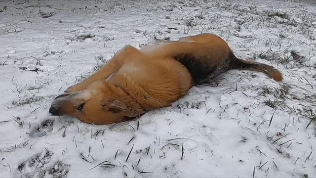 ROLLING IN THE SNOW