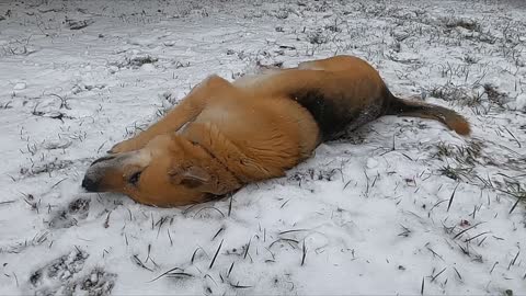 ROLLING IN THE SNOW
