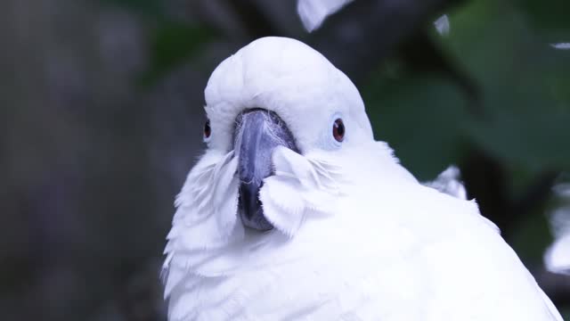 Cute white parrot 🦜