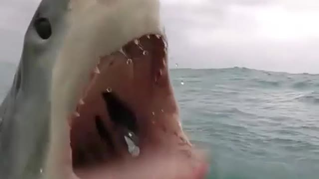 prehistoric shark spotting