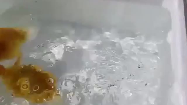 little duck playing in water