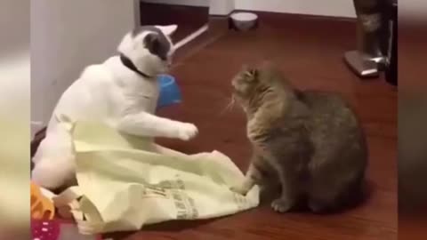Cute Cats