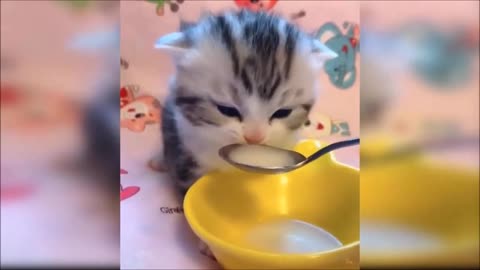 The cat drinking milk