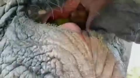 very beautiful elephant eating fruit