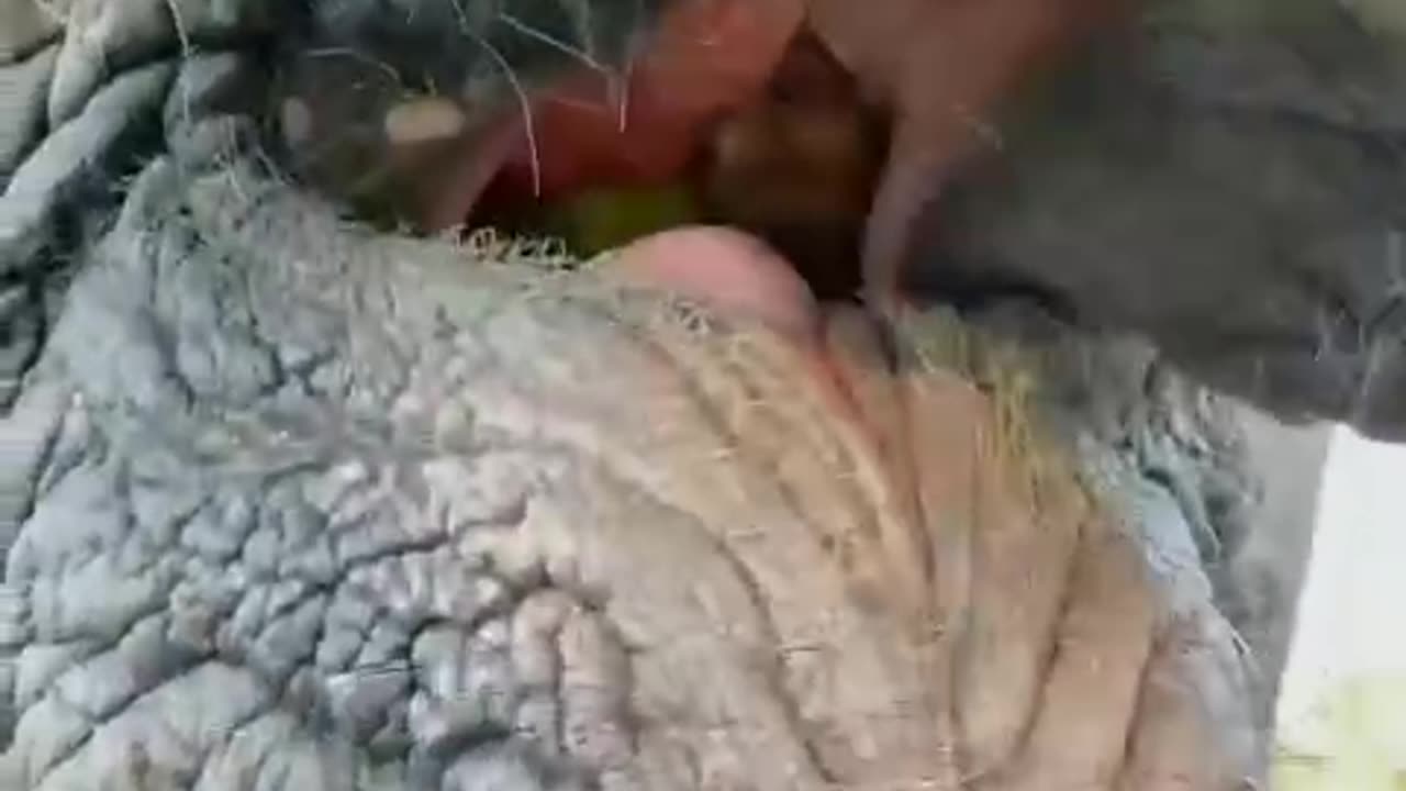 very beautiful elephant eating fruit