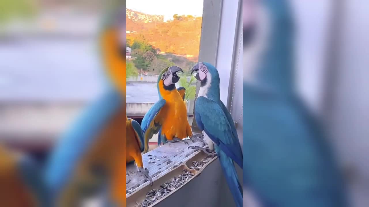 parrot fight ends in fall