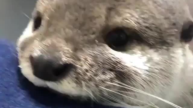 What you otter do