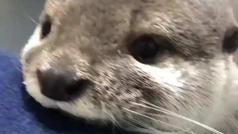 What you otter do