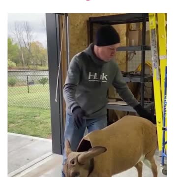 WATCH : Deer Meets The Dummy Deer!