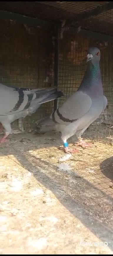 Click here link description for sell Cheapprice