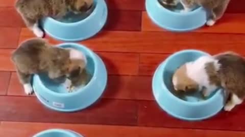 10 little guys eat neatly