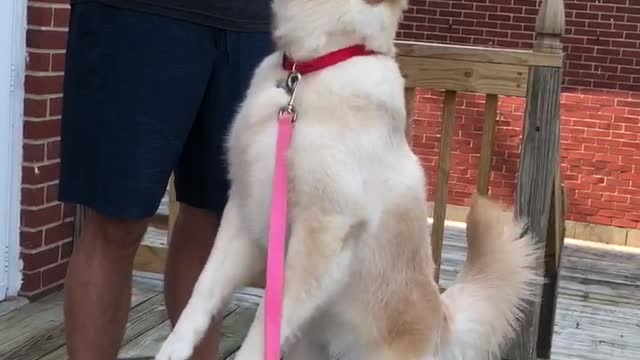 Puppy Has Great Balance