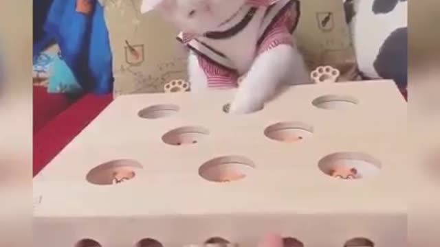 Funny cats 😂😸😸,#rumble#video#