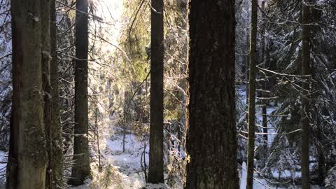 winter forest #1