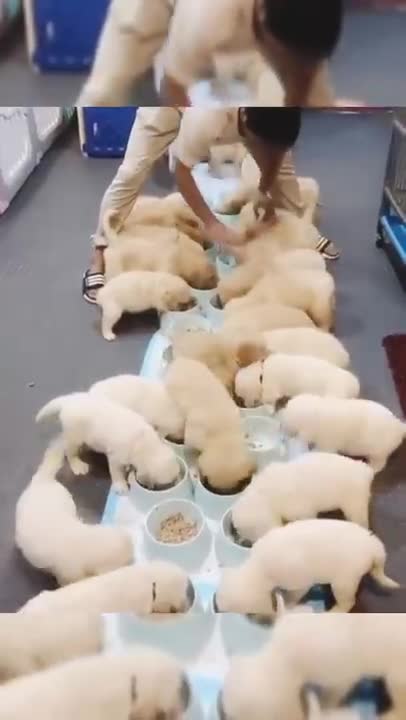 Funny, fun, and lively dog #Shorts