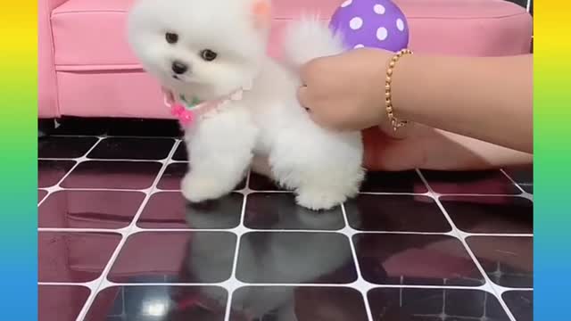 Cute and funny dog video 🤣🤣🤣🐕🐕🐕