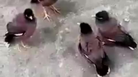 Birds are busy in meeting with talking each other