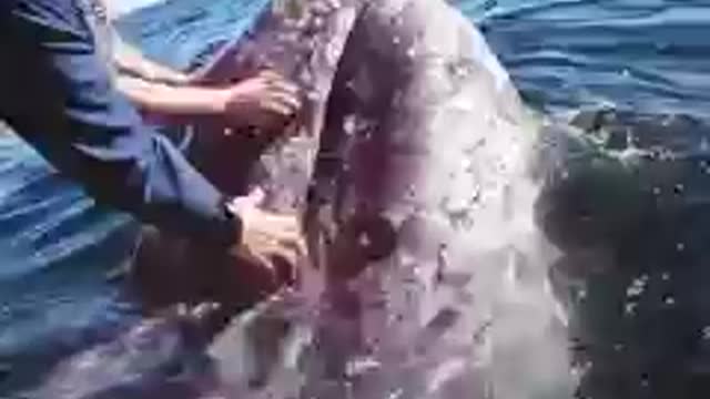 ENCONTRO BALEIA