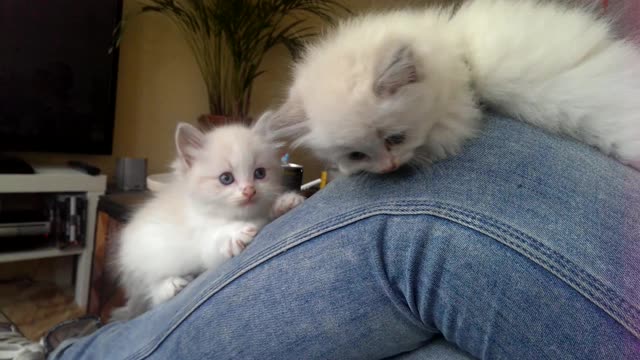 Epic kitten battle takes place on owner's knee