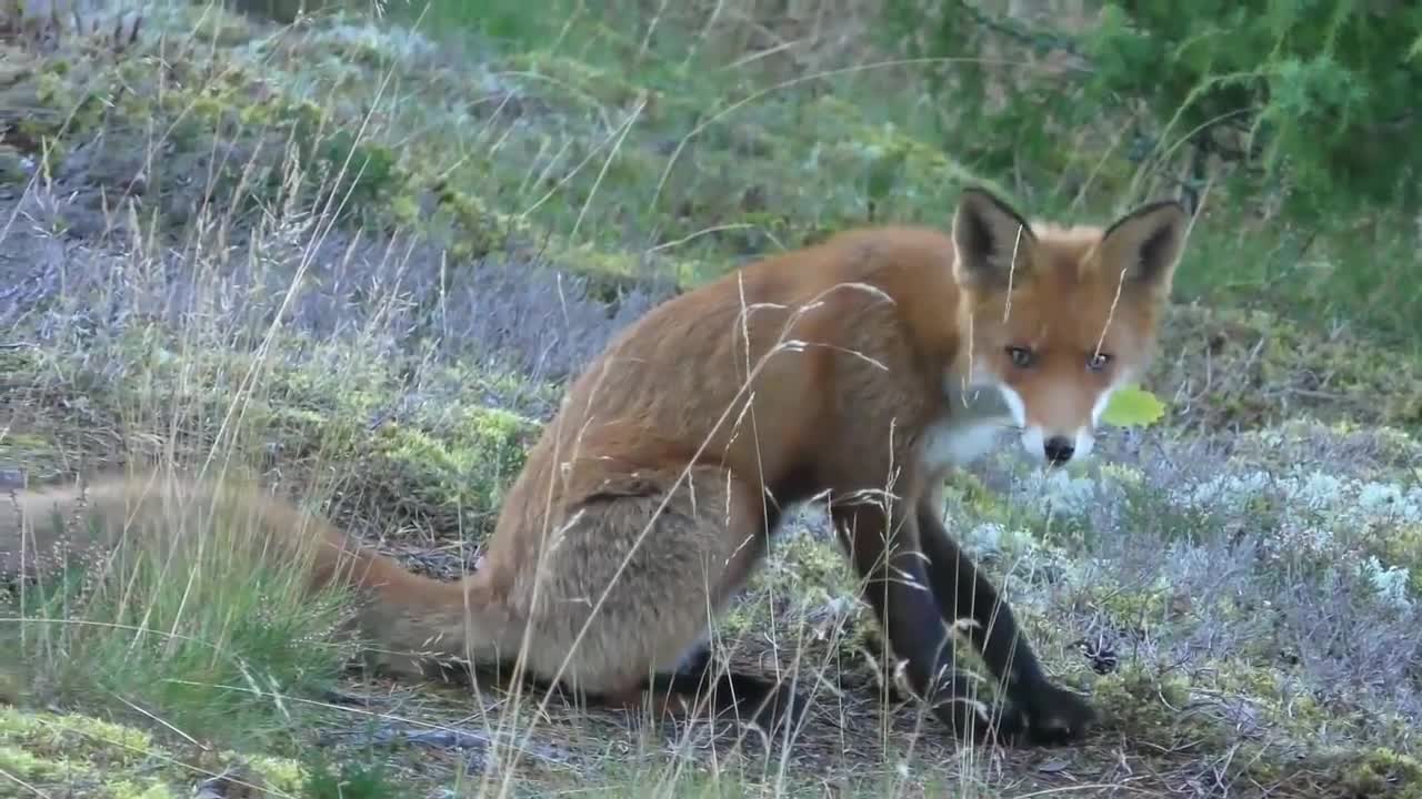 The MAXIMUM LIFESPANS of 17 wild ANIMALS in the UK