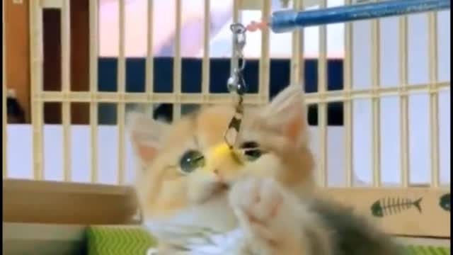 Samll baby fashionable baby kittens meowing