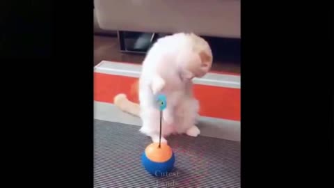 Watch This Boxer Cat