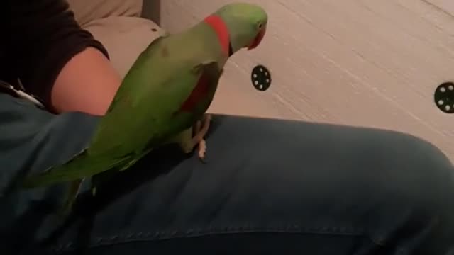 Crazy parrot feathers love music