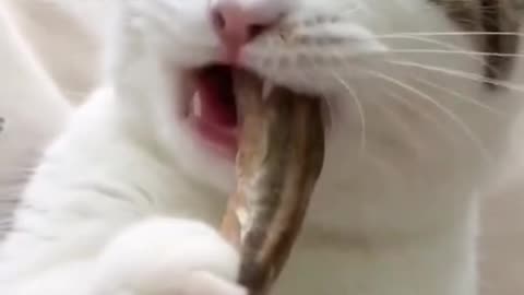 He is become very cutest for the food i love my Cat