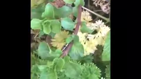 Spodoptera sp caterpillar, cocoon & Tasmanicosa godeffroyi Union Jack Wolf Spider