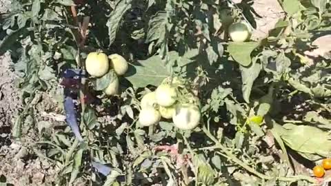 unripe tomatoes