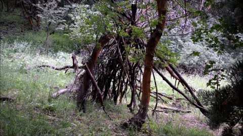 Sasquatch Village Suddenly Appears