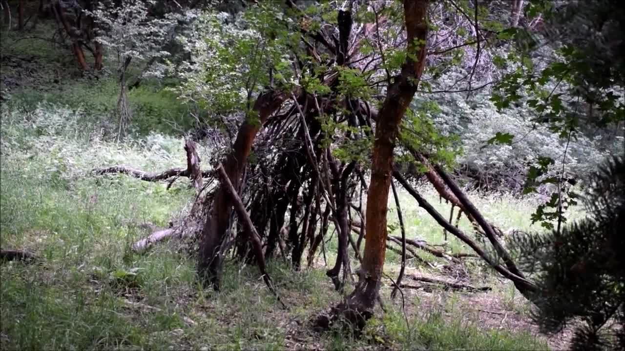 Sasquatch Village Suddenly Appears