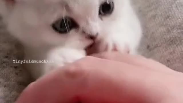 .cute and funny cat shorts❤#shorts #cat #cutecat