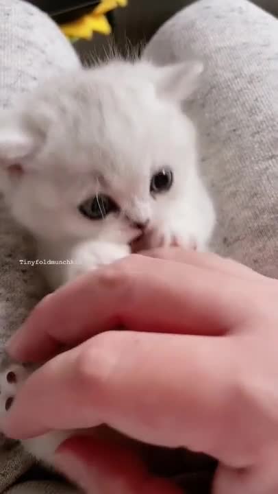 .cute and funny cat shorts❤#shorts #cat #cutecat