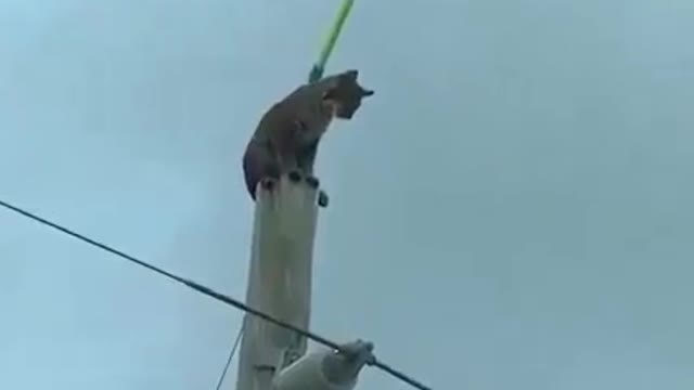 cat rescue process on electric pole