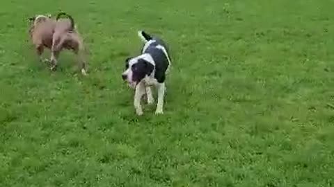 Boys playing with the dogs