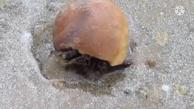 A crab walking in water hides its body.