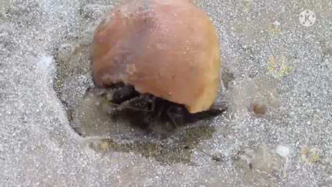 A crab walking in water hides its body.