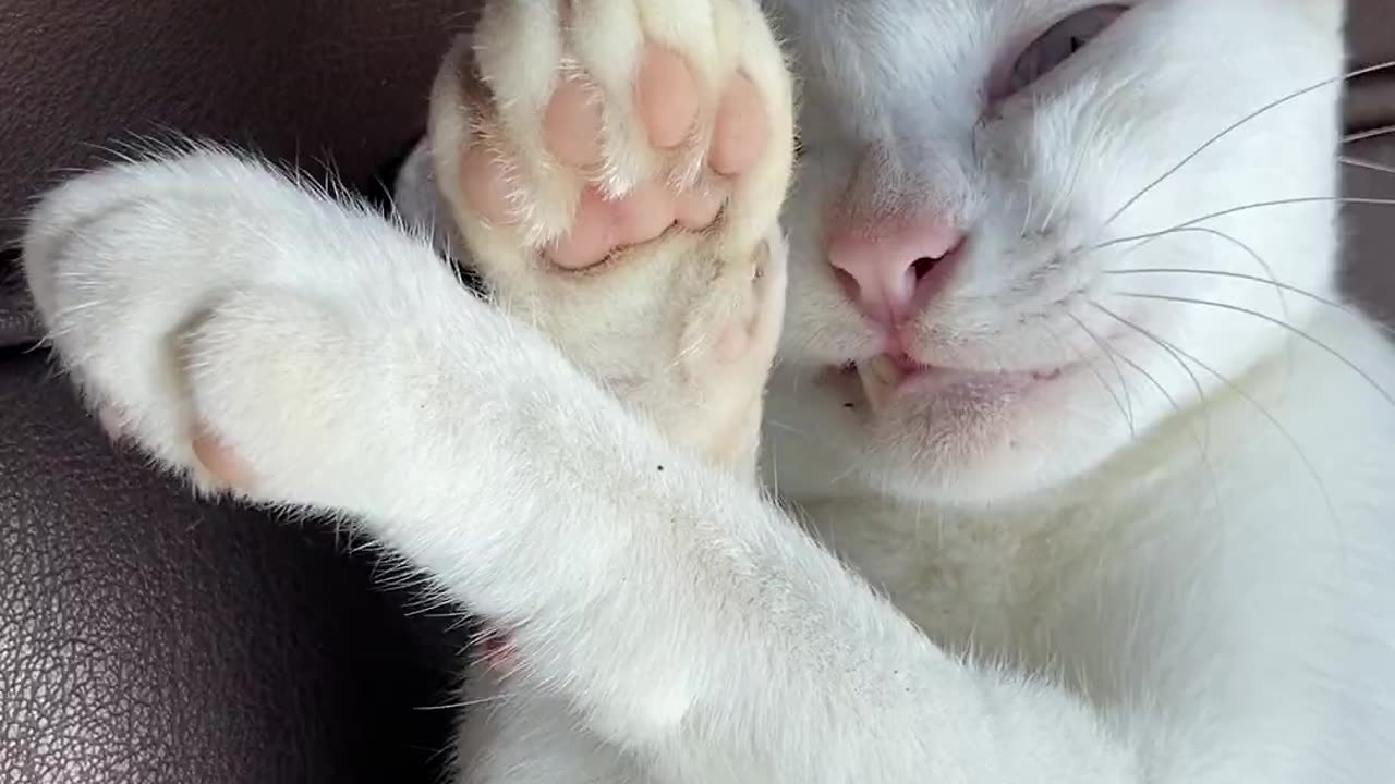 Close Up Video Of A Cat