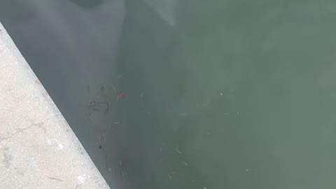 Baby Albino Dolphin Swims Along with Pod
