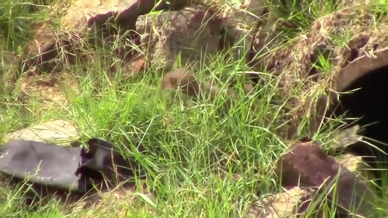 Farret fight against rabbits - Lovely Animal