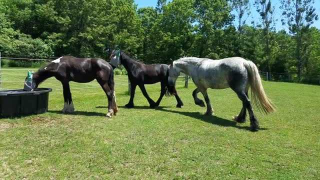 Funny horse trying to pull off fly mask gets in trouble