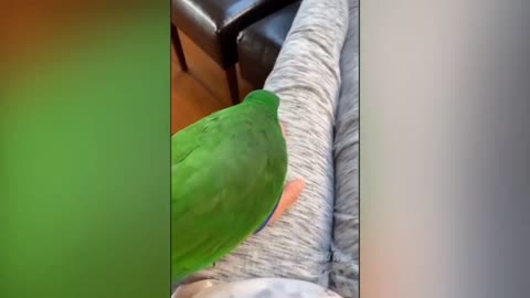 The best side of the Parrots